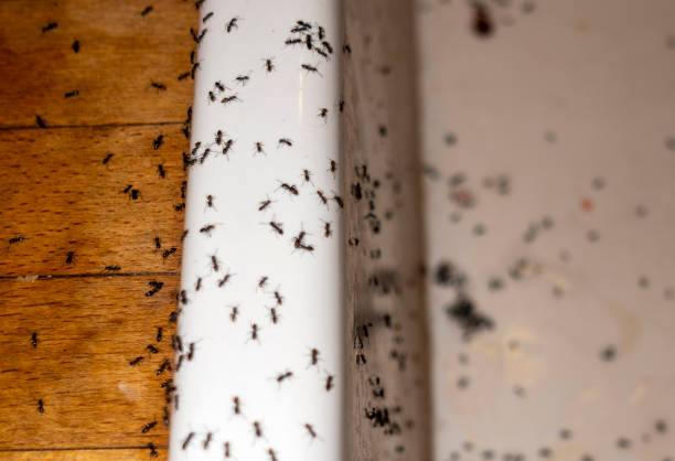 Best Pest Inspection Near Me  in Shreve, OH